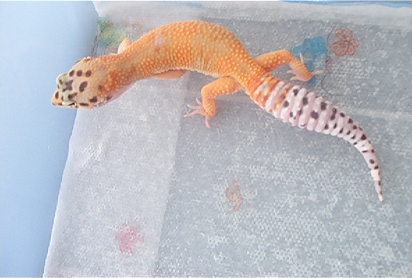 Male 2