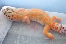 Male 1