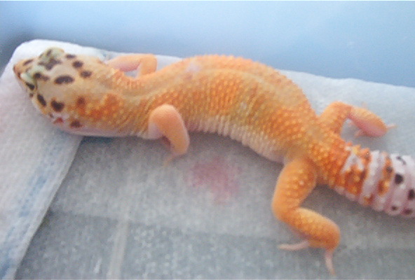 Male 1
