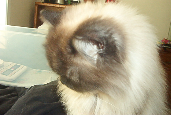 Walter
