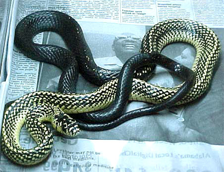 malespilotesale1