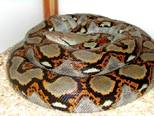 denny
