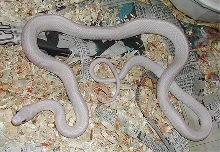 fleucytxratsale