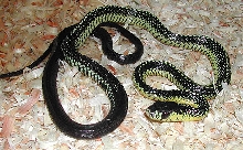 fspilotesale1