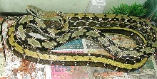 ftawiansale1