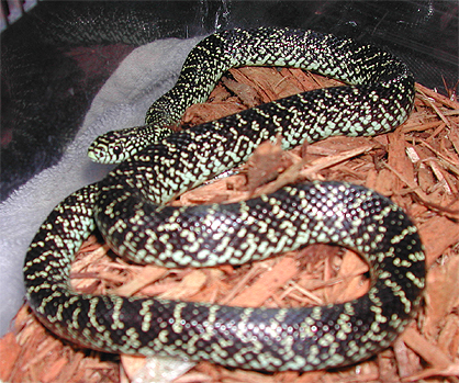 specksale1