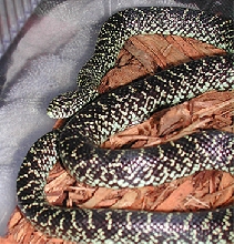 specksale1