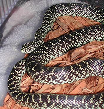 specksale1