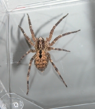 Hogna species??
