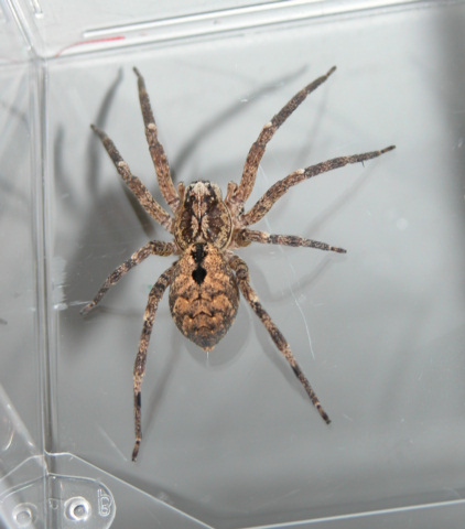 Hogna species??