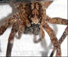 See 'Hogna Species' below