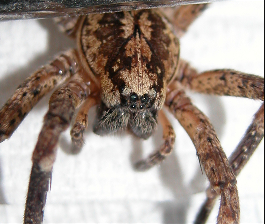 See 'Hogna Species' below