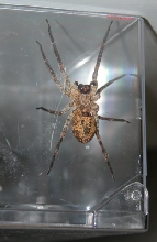 Hogna species??