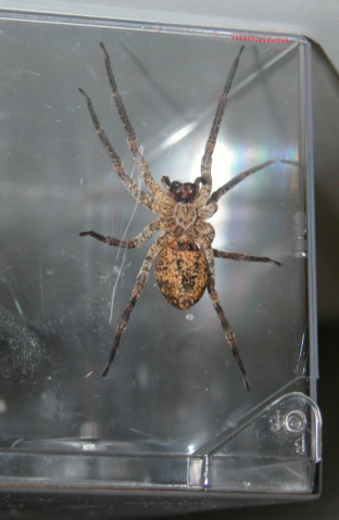 Hogna species??