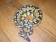 Pastel