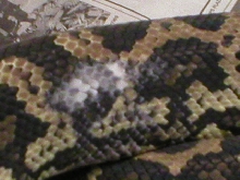 white cheynei scales