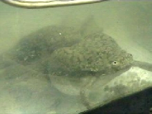 my acf's mating