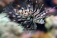 3in lionfish