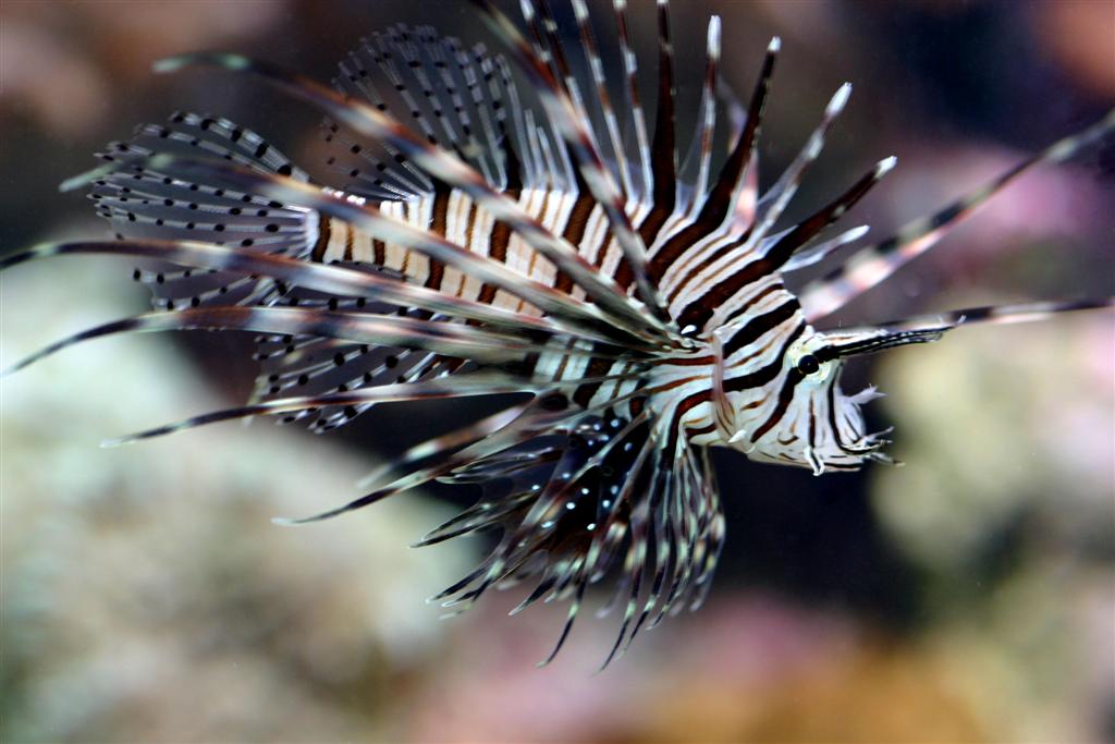 3in lionfish