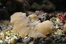 leather frag