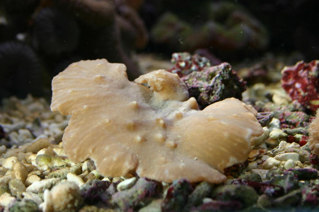 leather frag