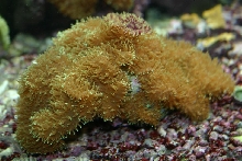 furry mushie