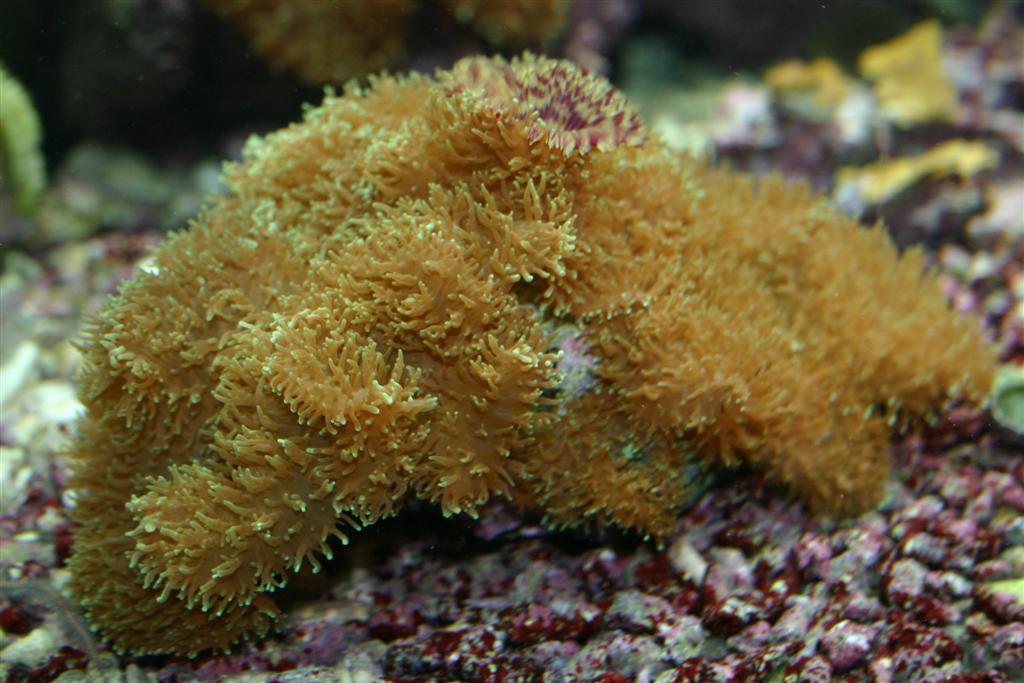 furry mushie