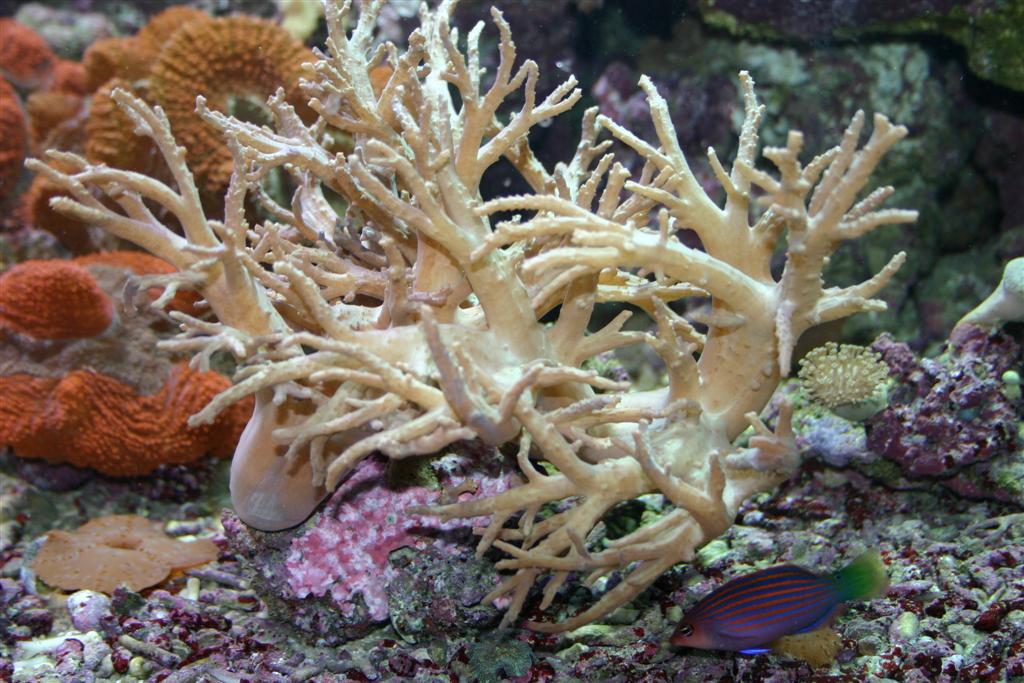 medusa coral