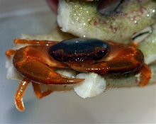 porcilin crab ??????