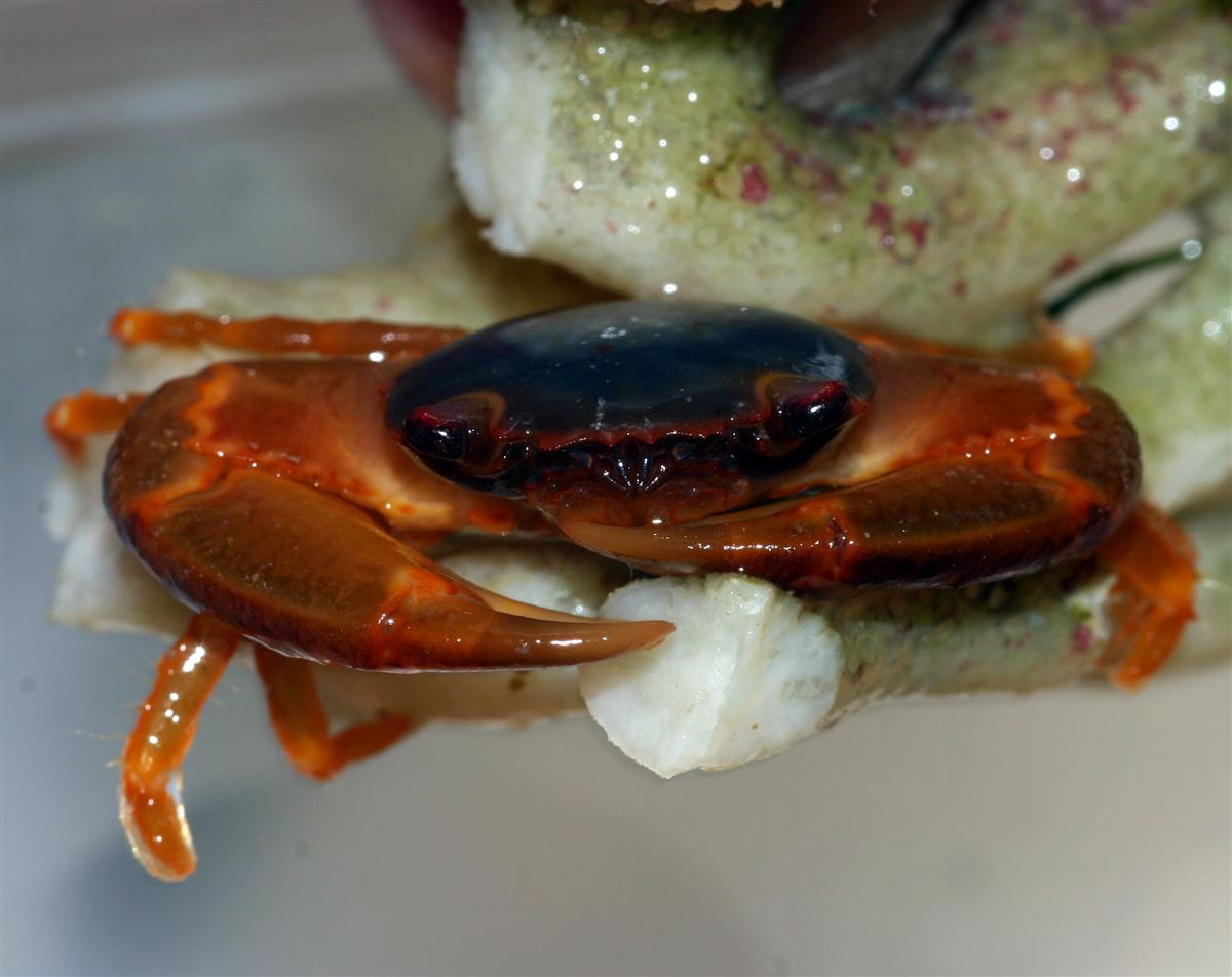 porcilin crab ??????
