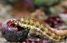 mr blenny
