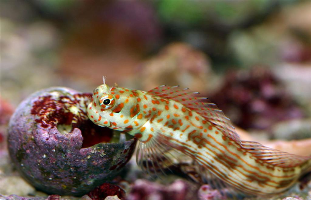 mr blenny