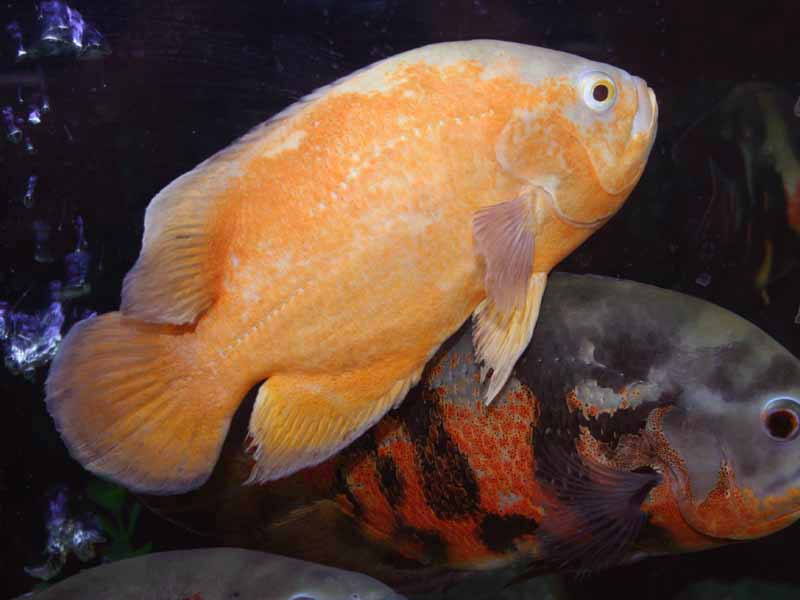 dreamfish