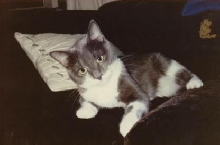 Beloved Misty