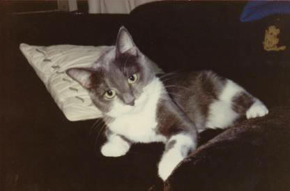 Beloved Misty