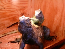 lizzy and rhino