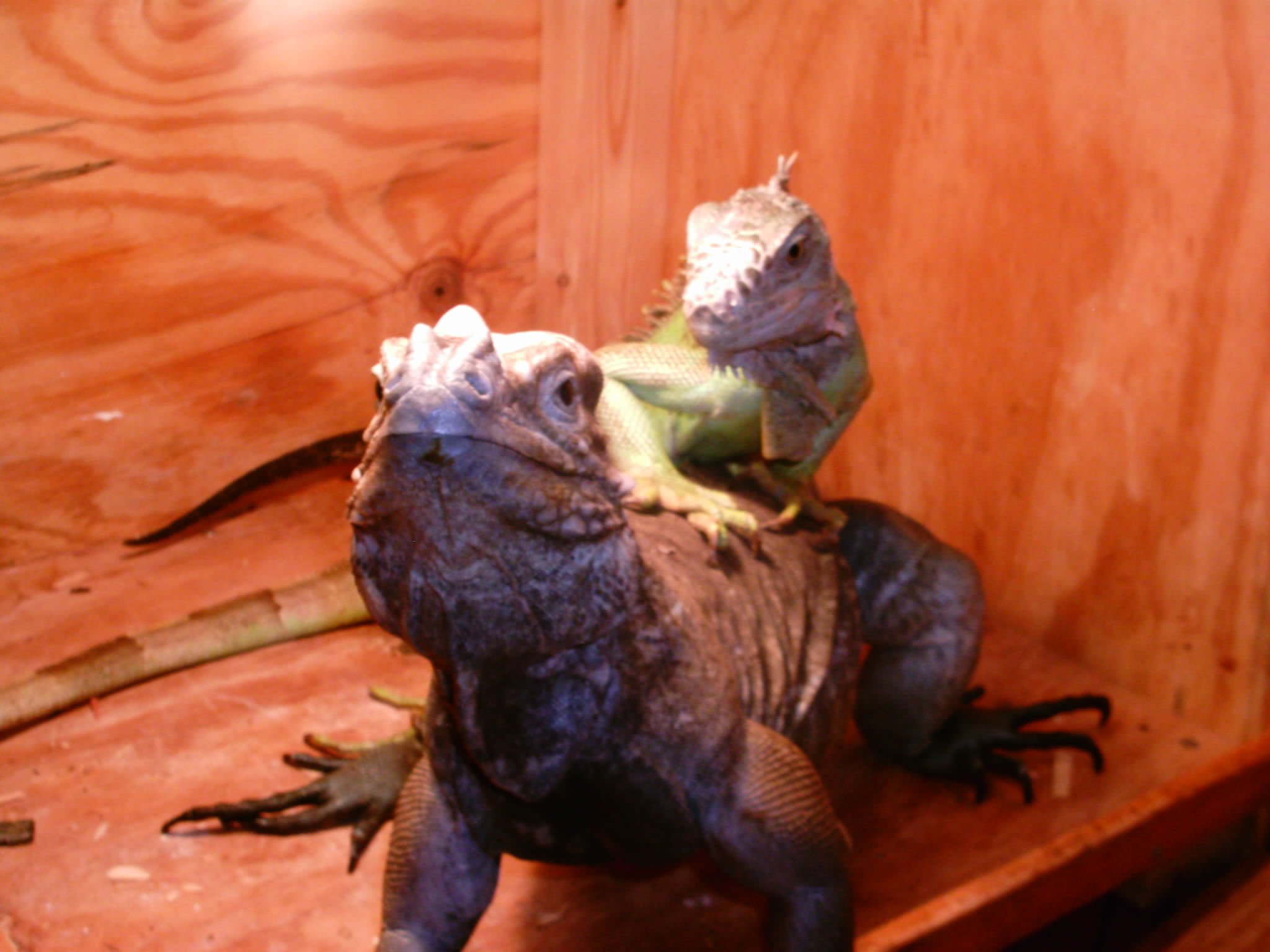 lizzy and rhino