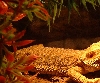 Beardie2