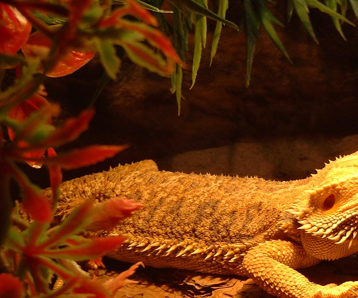 Beardie2