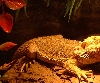 Beardie3