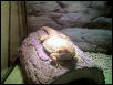 LounginBeardie