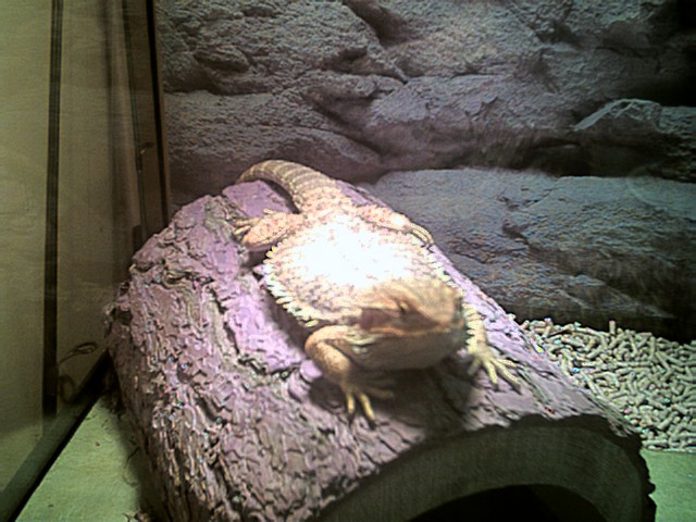 LounginBeardie