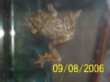 Frog1