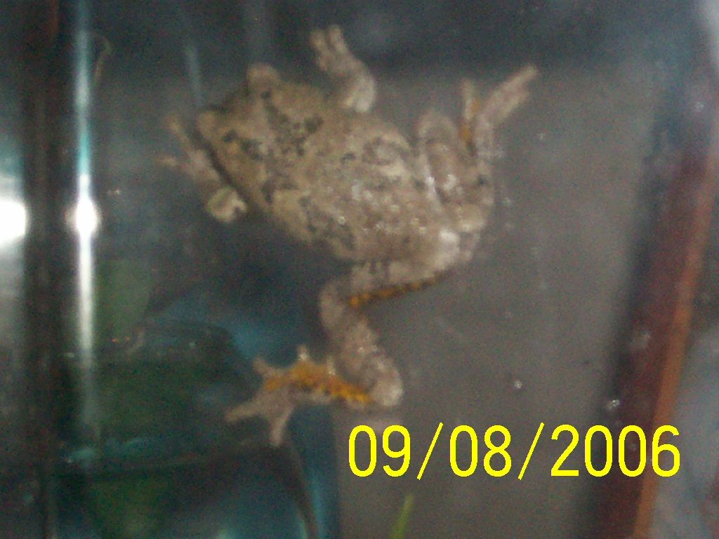 Frog1