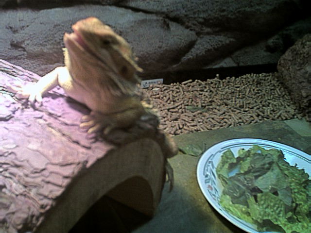 Sayin Hi