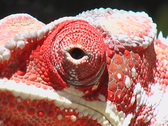 Close Up