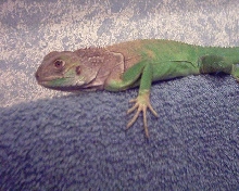 My female ig-Lizzie