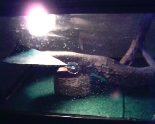 my cage 2