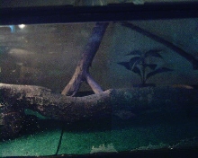 My cage 3