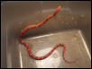 Female Motley Sunglow #2